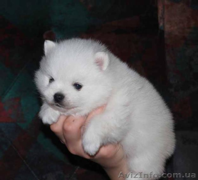 маленький померанец - <ro>Изображение</ro><ru>Изображение</ru> #1, <ru>Объявление</ru> #649786