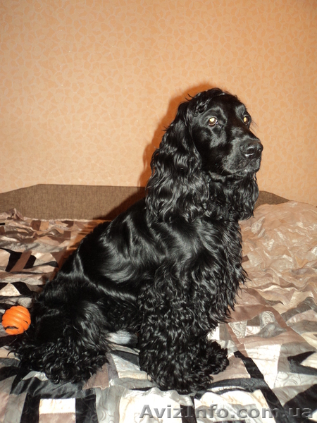 Коккер-спаниель ищет невесту. - <ro>Изображение</ro><ru>Изображение</ru> #2, <ru>Объявление</ru> #655614