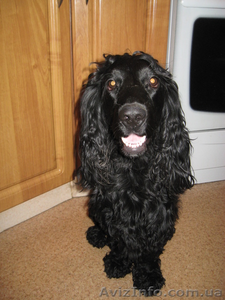 Коккер-спаниель ищет невесту. - <ro>Изображение</ro><ru>Изображение</ru> #3, <ru>Объявление</ru> #655614