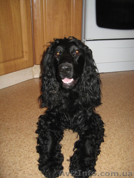 Коккер-спаниель ищет невесту. - <ro>Изображение</ro><ru>Изображение</ru> #1, <ru>Объявление</ru> #655614