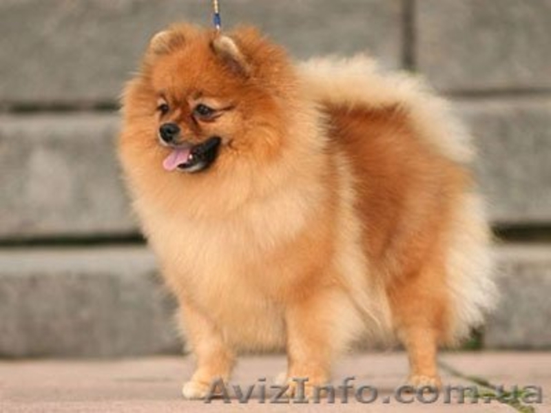 маленький померанец - <ro>Изображение</ro><ru>Изображение</ru> #2, <ru>Объявление</ru> #649786