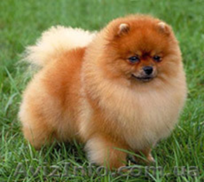 маленький померанец - <ro>Изображение</ro><ru>Изображение</ru> #3, <ru>Объявление</ru> #649786