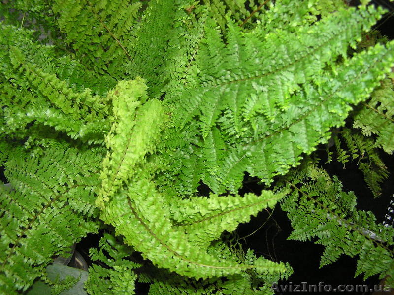 Продам комнатные растения-детки - <ro>Изображение</ro><ru>Изображение</ru> #1, <ru>Объявление</ru> #724548