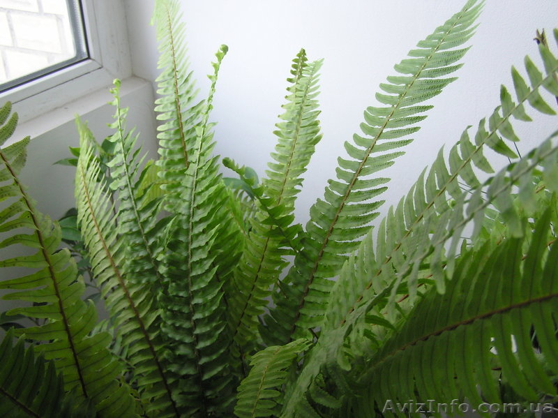 Продам комнатные растения-детки - <ro>Изображение</ro><ru>Изображение</ru> #2, <ru>Объявление</ru> #724548