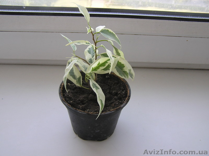 Продам комнатные растения-детки - <ro>Изображение</ro><ru>Изображение</ru> #5, <ru>Объявление</ru> #724548