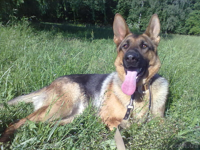 Продам отличных щенков немецкой овчарки. - <ro>Изображение</ro><ru>Изображение</ru> #4, <ru>Объявление</ru> #848120