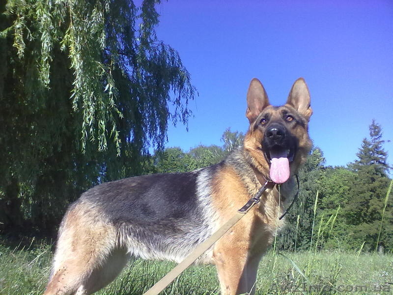 Продам отличных щенков немецкой овчарки. - <ro>Изображение</ro><ru>Изображение</ru> #5, <ru>Объявление</ru> #848120