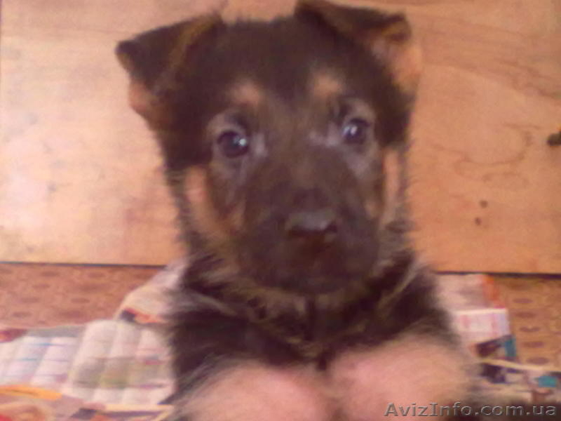 Продам отличных щенков немецкой овчарки. - <ro>Изображение</ro><ru>Изображение</ru> #1, <ru>Объявление</ru> #848120