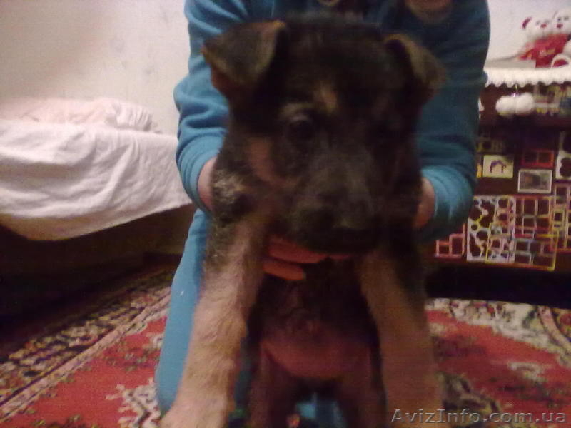 Продам отличных щенков немецкой овчарки. - <ro>Изображение</ro><ru>Изображение</ru> #2, <ru>Объявление</ru> #848120