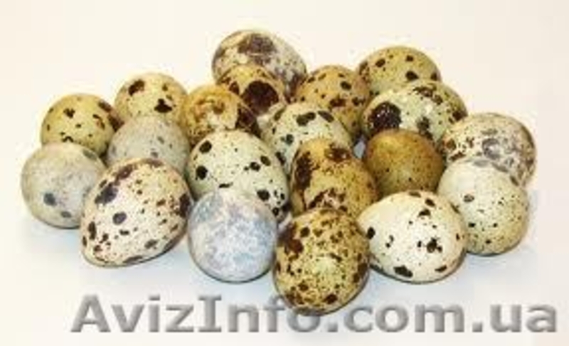 Перепела и их продукция - <ro>Изображение</ro><ru>Изображение</ru> #2, <ru>Объявление</ru> #838322