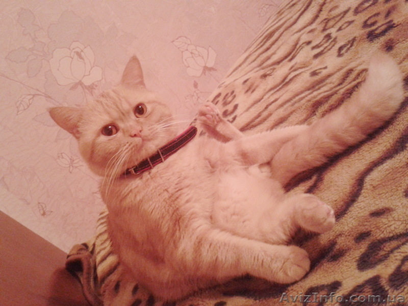 Британец приглашает кошечку - <ro>Изображение</ro><ru>Изображение</ru> #2, <ru>Объявление</ru> #867612