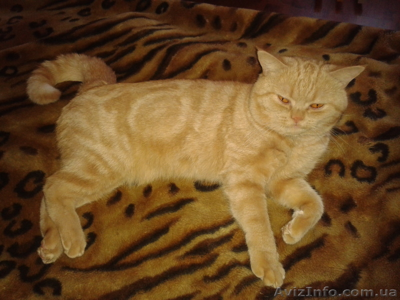 Британец приглашает кошечку - <ro>Изображение</ro><ru>Изображение</ru> #1, <ru>Объявление</ru> #867612