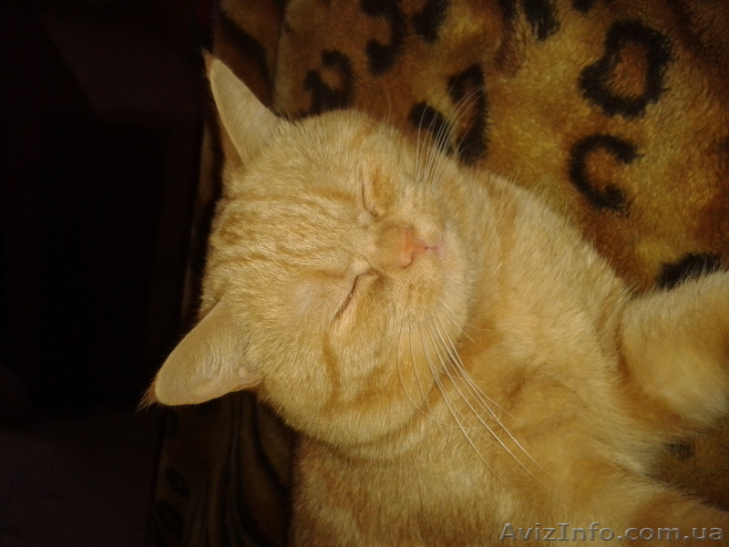 Британец приглашает кошечку - <ro>Изображение</ro><ru>Изображение</ru> #3, <ru>Объявление</ru> #867612