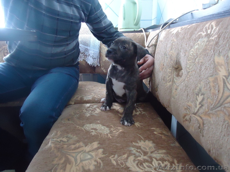 стаффордширский терьер - <ro>Изображение</ro><ru>Изображение</ru> #1, <ru>Объявление</ru> #852483