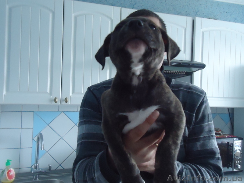 стаффордширский терьер - <ro>Изображение</ro><ru>Изображение</ru> #3, <ru>Объявление</ru> #852483