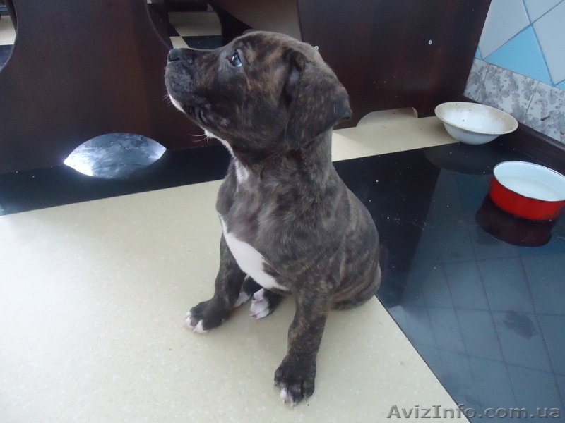 стаффордширский терьер - <ro>Изображение</ro><ru>Изображение</ru> #4, <ru>Объявление</ru> #852483