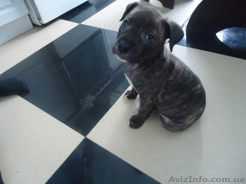 стаффордширский терьер - <ro>Изображение</ro><ru>Изображение</ru> #5, <ru>Объявление</ru> #852483