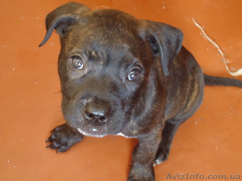 стаффордширский терьер - <ro>Изображение</ro><ru>Изображение</ru> #6, <ru>Объявление</ru> #852483