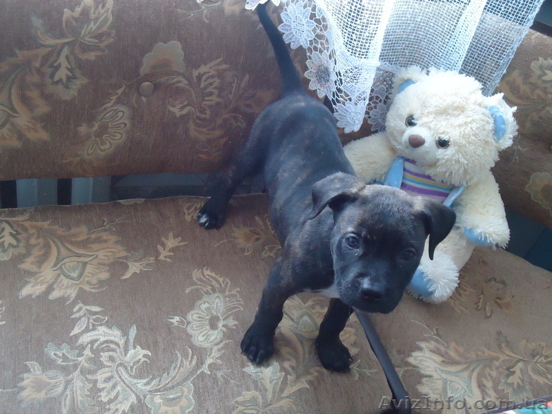 стаффордширский терьер - <ro>Изображение</ro><ru>Изображение</ru> #10, <ru>Объявление</ru> #852483