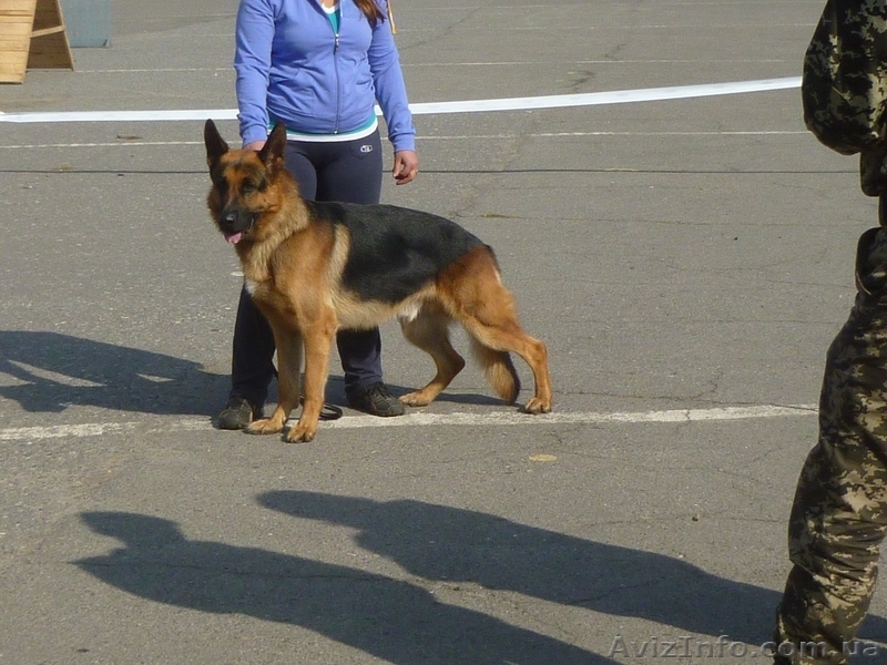 Продам отличных щенков немецкой овчарки. - <ro>Изображение</ro><ru>Изображение</ru> #6, <ru>Объявление</ru> #848120