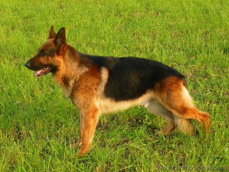 Продам отличных щенков немецкой овчарки. - <ro>Изображение</ro><ru>Изображение</ru> #8, <ru>Объявление</ru> #848120