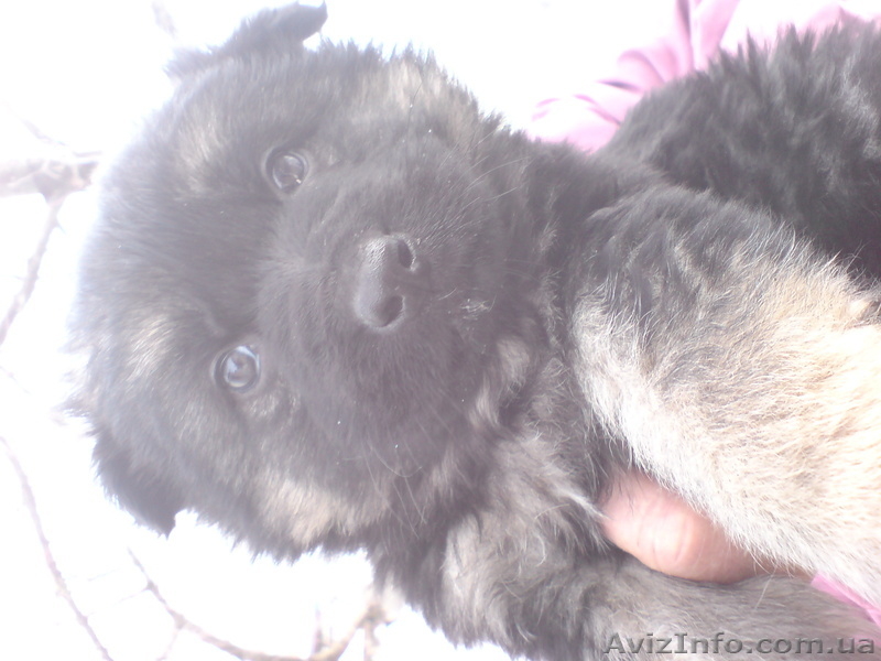 Старо-Немецкая Восточно Европейская Овчарка - <ro>Изображение</ro><ru>Изображение</ru> #2, <ru>Объявление</ru> #891455