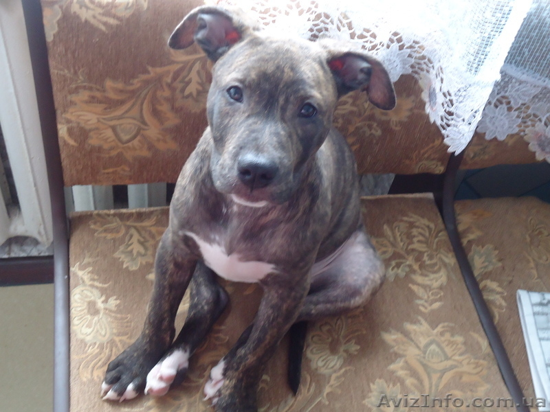 продается щенок американского стаффордширского терьера - <ro>Изображение</ro><ru>Изображение</ru> #4, <ru>Объявление</ru> #884047