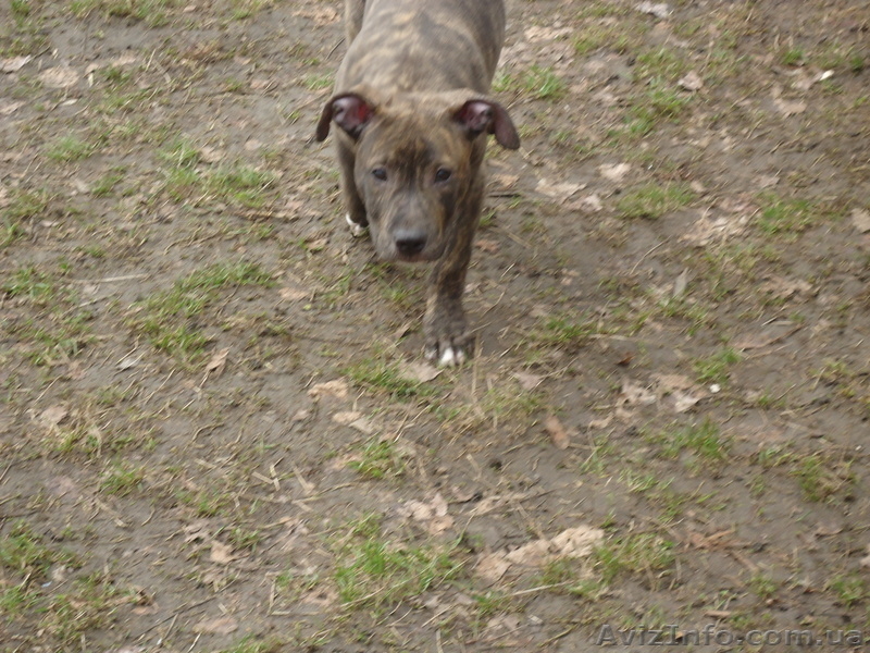 продается щенок американского стаффордширского терьера - <ro>Изображение</ro><ru>Изображение</ru> #5, <ru>Объявление</ru> #884047