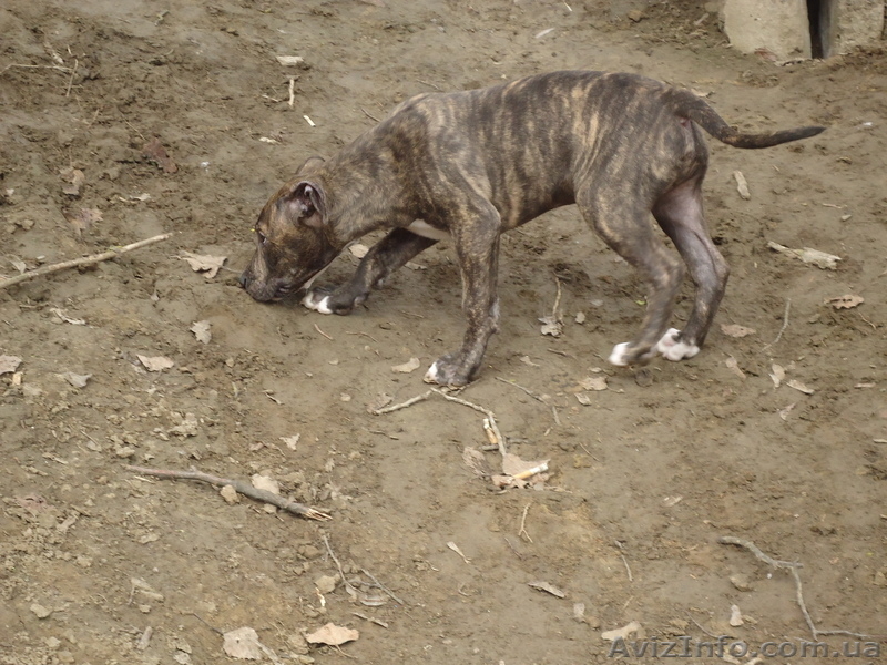 продается щенок американского стаффордширского терьера - <ro>Изображение</ro><ru>Изображение</ru> #3, <ru>Объявление</ru> #884047