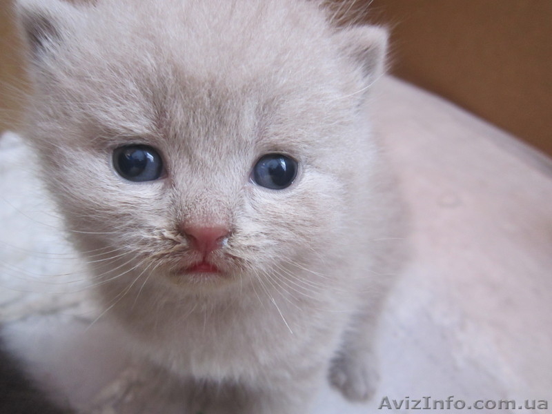 Продаются шотландские котята - <ro>Изображение</ro><ru>Изображение</ru> #4, <ru>Объявление</ru> #876109