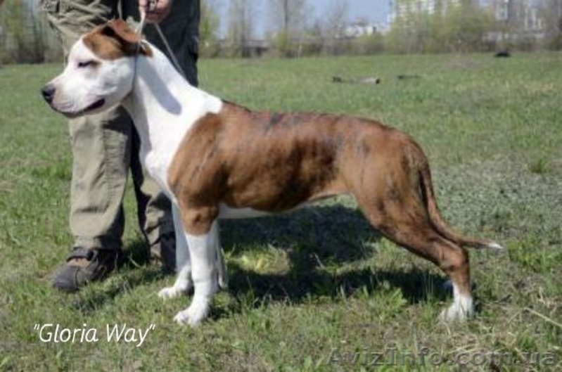 ,Записсь на щенков Амстафф Терьера - <ro>Изображение</ro><ru>Изображение</ru> #3, <ru>Объявление</ru> #526976