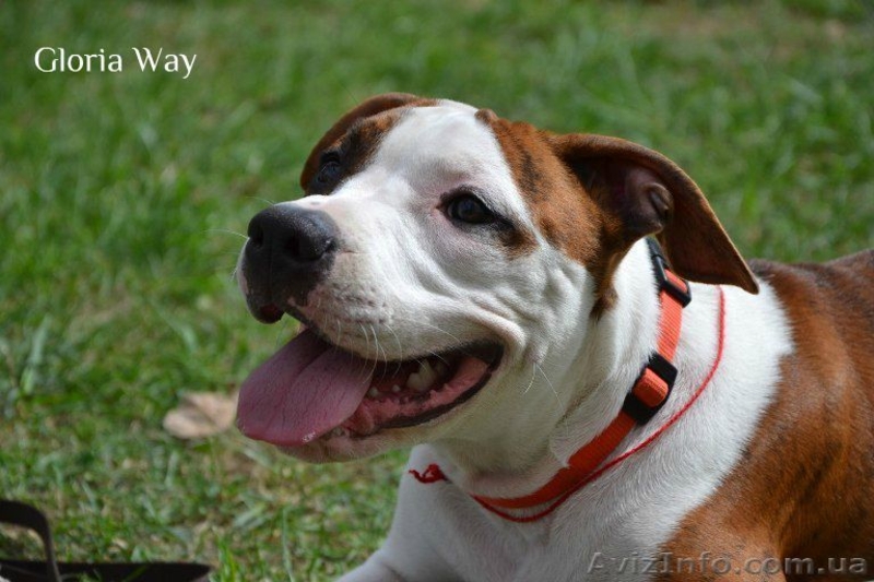 ,Записсь на щенков Амстафф Терьера - <ro>Изображение</ro><ru>Изображение</ru> #1, <ru>Объявление</ru> #526976