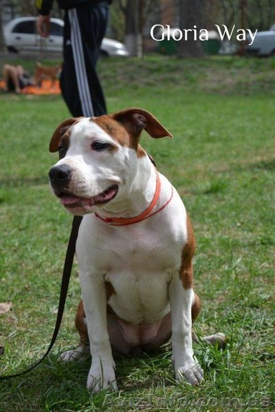 ,Записсь на щенков Амстафф Терьера - <ro>Изображение</ro><ru>Изображение</ru> #2, <ru>Объявление</ru> #526976