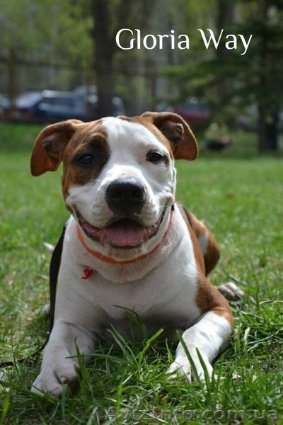 ,Записсь на щенков Амстафф Терьера - <ro>Изображение</ro><ru>Изображение</ru> #4, <ru>Объявление</ru> #526976