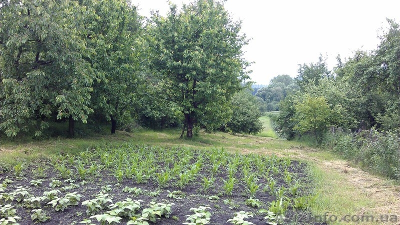 Будинок Хмельницький - <ro>Изображение</ro><ru>Изображение</ru> #6, <ru>Объявление</ru> #99187