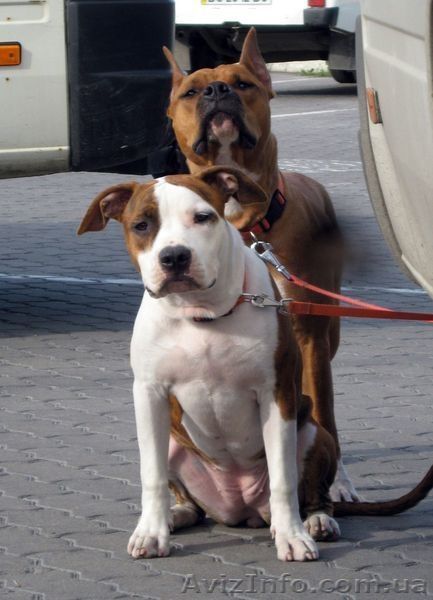 Щенки Американского Стаффордширского Терьера,  - <ro>Изображение</ro><ru>Изображение</ru> #1, <ru>Объявление</ru> #535557