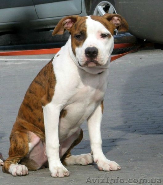 Щенки Американского Стаффордширского Терьера,  - <ro>Изображение</ro><ru>Изображение</ru> #3, <ru>Объявление</ru> #535557
