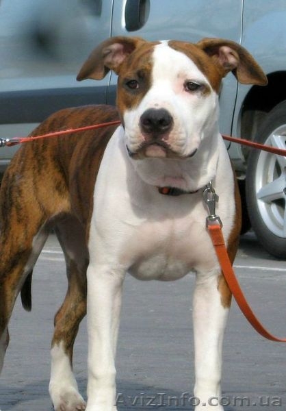 Щенки Американского Стаффордширского Терьера,  - <ro>Изображение</ro><ru>Изображение</ru> #2, <ru>Объявление</ru> #535557