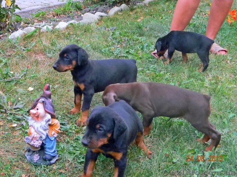 щенки Добермана от элитных родителей от 1500 - <ro>Изображение</ro><ru>Изображение</ru> #1, <ru>Объявление</ru> #948652