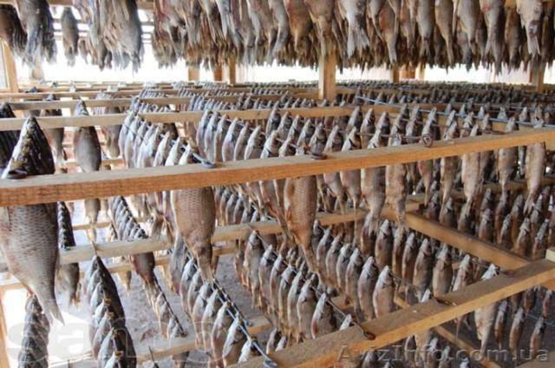 рыба сушонная и жывая - <ro>Изображение</ro><ru>Изображение</ru> #3, <ru>Объявление</ru> #1079332