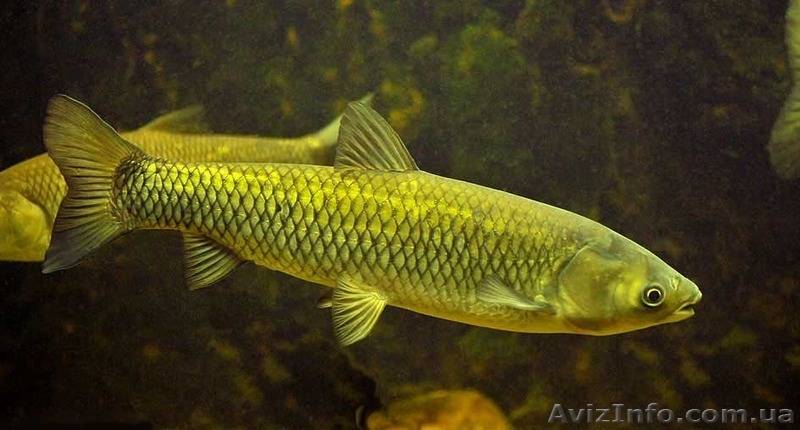 рыба тарань к пиву  - <ro>Изображение</ro><ru>Изображение</ru> #3, <ru>Объявление</ru> #1079334