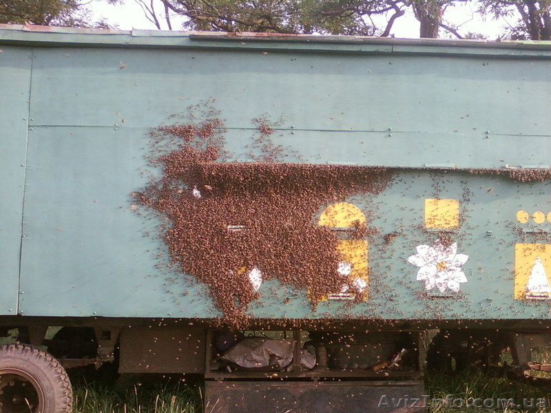 маточное молочко, перга, настойка восковой моли, трутневое молочко - <ro>Изображение</ro><ru>Изображение</ru> #3, <ru>Объявление</ru> #1073051