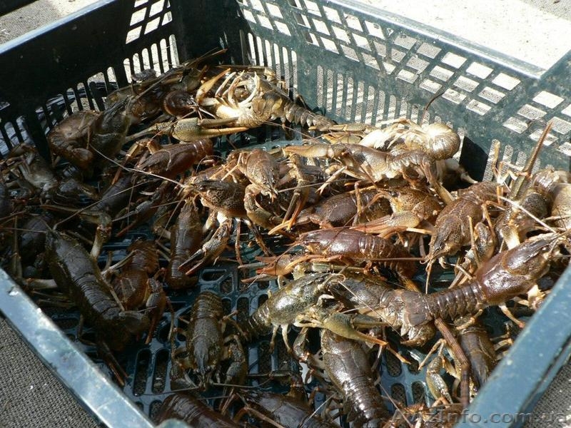 рыба сушонная и жывая - <ro>Изображение</ro><ru>Изображение</ru> #5, <ru>Объявление</ru> #1079332