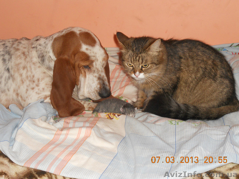 Бассет Хаунд продам щенков - <ro>Изображение</ro><ru>Изображение</ru> #10, <ru>Объявление</ru> #1073578