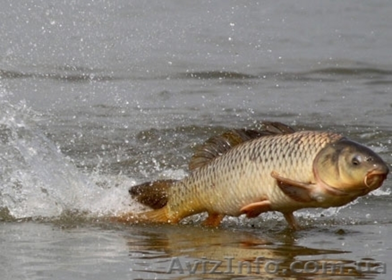 тарань окунь плотва лещ - <ro>Изображение</ro><ru>Изображение</ru> #6, <ru>Объявление</ru> #1086078