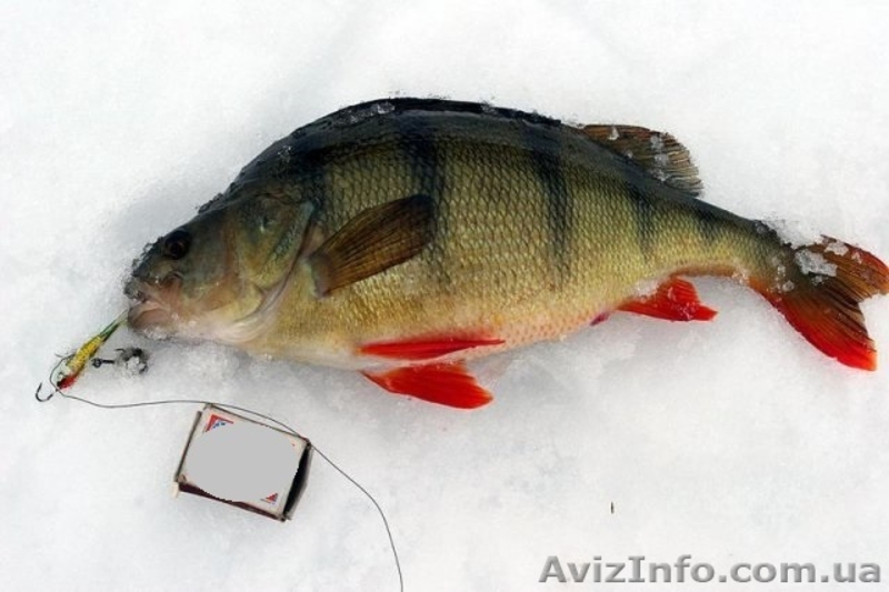 тарань окунь плотва лещ - <ro>Изображение</ro><ru>Изображение</ru> #7, <ru>Объявление</ru> #1086078