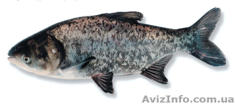 тарань окунь плотва лещ - <ro>Изображение</ro><ru>Изображение</ru> #8, <ru>Объявление</ru> #1086078