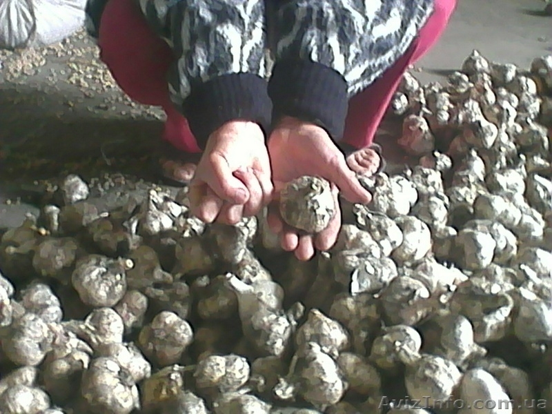 продам   крупный   чеснок    урожая    этого    года - <ro>Изображение</ro><ru>Изображение</ru> #1, <ru>Объявление</ru> #1122020