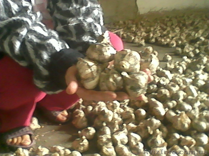 продам   крупный   чеснок    урожая    этого    года - <ro>Изображение</ro><ru>Изображение</ru> #4, <ru>Объявление</ru> #1122020