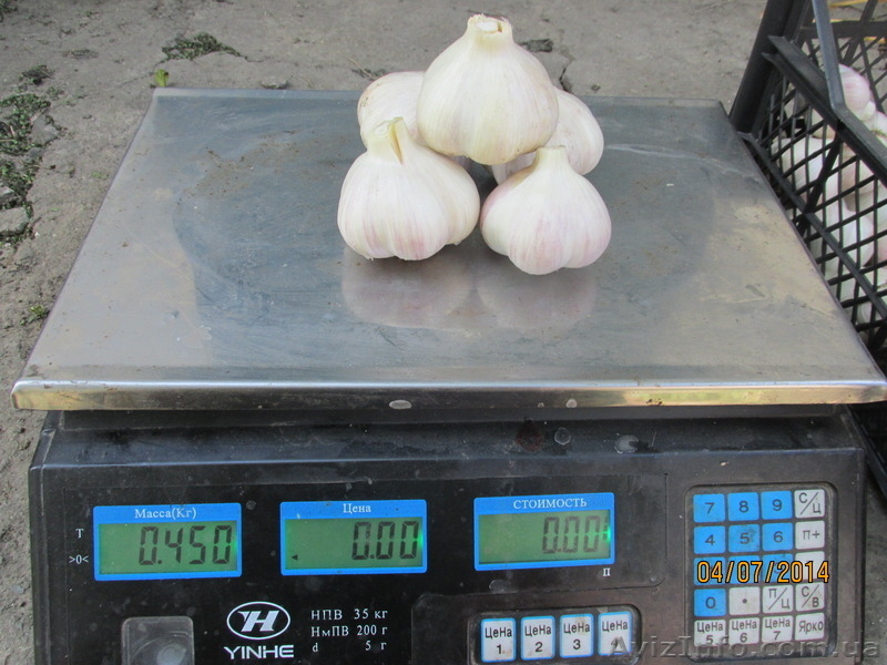 продам   крупный   чеснок    урожая    этого    года - <ro>Изображение</ro><ru>Изображение</ru> #2, <ru>Объявление</ru> #1122020